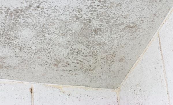 Mold Remediation by Connected Contracting