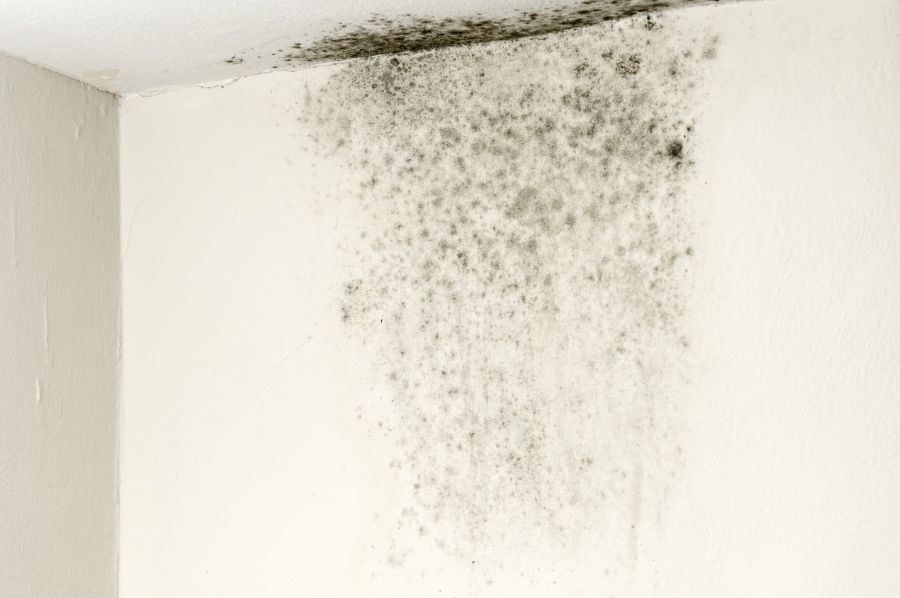 Mold Remediation by Connected Contracting